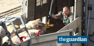 animais-exportados-por-paises-da-ue-levam-pancadas-ao-entrarem-em-barco-na-croacia-1488386680477.jpg