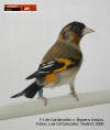 Jilguera_x_cardenalito_macho_09_small.jpg