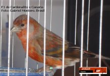 cardinalito cvanari 2.jpg