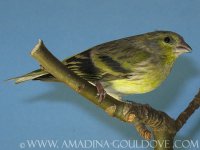 lugre x chamariz.jpg